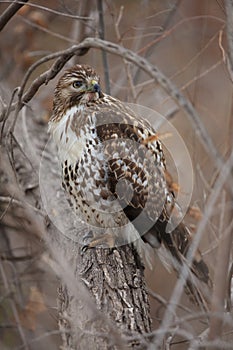 Red-tailed Hawk  Bosque del Apache National Wildlife Refuge New Mexico,USA