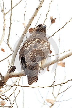 Red-tailed Hawk  Bosque del Apache National Wildlife Refuge New Mexico,USA