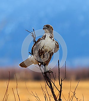 Red Tailed Hawk on a Branch