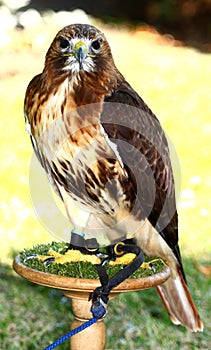 Red-tailed Hawk (Buteo jamaicensis)