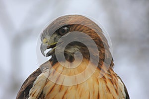 Red-tailed Hawk (buteo jamaicensis) photo