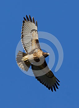 Red Tailed Hawk - Buteo jamaicensis