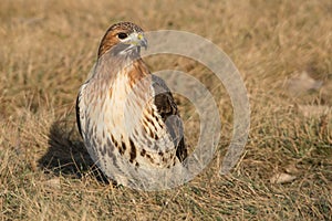 Red-tailed Hawk - Buteo jamaicensis