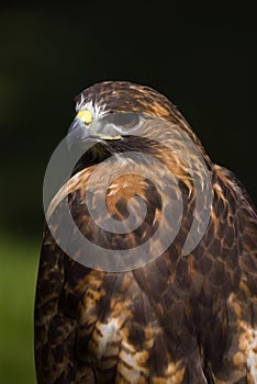 Red-Tailed Hawk (Buteo jamaicensis) From Behind photo