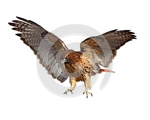 Red Tailed Hawk photo