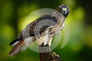 Red-tailed Hawk, Buteo jamaicensis, bird of prey portrait with open bill with blurred habitat in background, green forest, USA