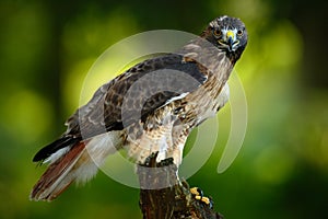 Red-tailed Hawk, Buteo jamaicensis, bird of prey portrait with open bill with blurred habitat in background, green forest, USA photo