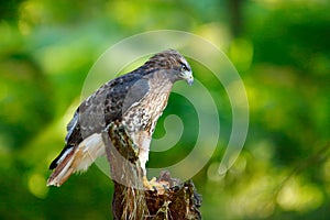Red-tailed Hawk, Buteo jamaicensis, bird of prey portrait with open bill with blurred habitat in background, green forest, USA. Wi photo
