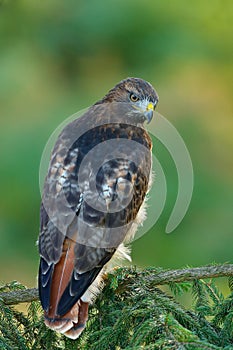 Red-tailed Hawk, Buteo jamaicensis, bird of prey portrait with open bill with blurred habitat in background, green forest, USA. Wi