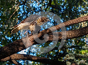 Red-tailed hawk, buteo jamaicensis, on a branch with greenery behind eating its prey