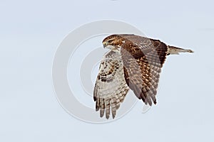 A Red-tailed hawk Buteo jamaicensis in flight