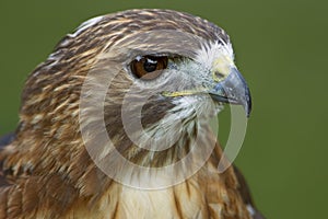 Red-Tailed Hawk (Buteo jamaicensis) Head