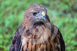 Red-tailed hawk Buteo jamaicensis - Homosassa, Florida, USA