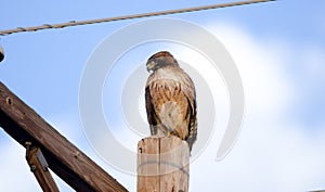 Red Tailed Hawk on telephone pole, Tucson Arizona desert