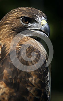 Red-Tailed Hawk (Buteo jamaicensis) with Open Beak photo