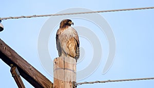 Red Tailed Hawk raptor on telephone pole in Tucson Arizona desert