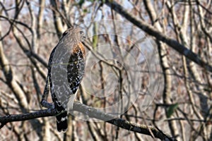Red-tailed hawk Buteo jamaicensis perched in a tree