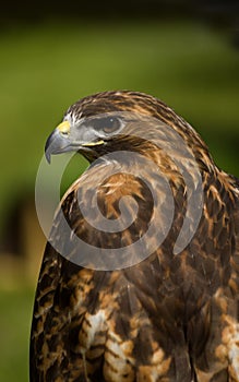 Red-Tailed Hawk (Buteo jamaicensis) Profile