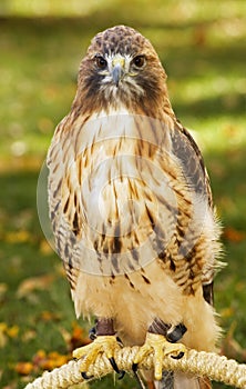 Red-Tailed Hawk (Buteo jamaicensis) Sits on Perch