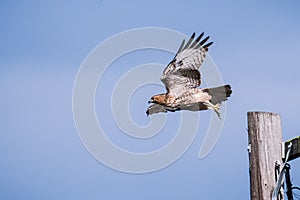 Red-tailed Hawk Buteo jamaicensis taking flight from a wooden post