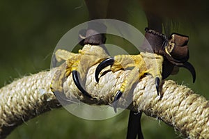 Red-Tailed Hawk (Buteo jamaicensis) Talons