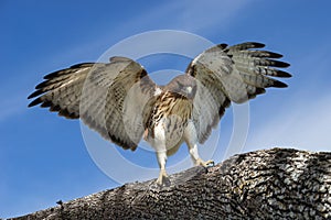 Red-tailed hawk Buteo jamaicensis on a tree branch photo