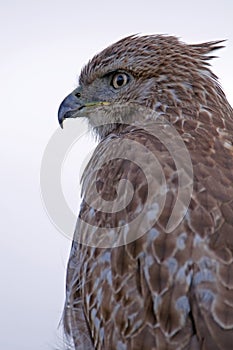 Red tailed hawk calic