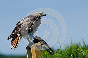 Red-Tailed Hawk With Captured Prey