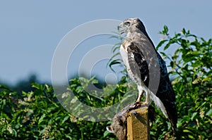 Red-Tailed Hawk With Captured Prey