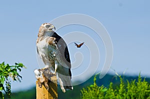 Red-Tailed Hawk With Captured Prey