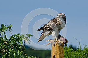Red-Tailed Hawk With Captured Prey