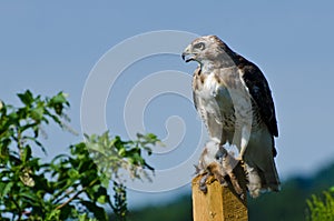 Red-Tailed Hawk With Captured Prey