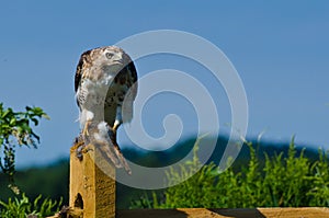 Red-Tailed Hawk With Captured Prey