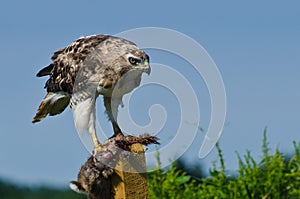 Red-Tailed Hawk With Captured Prey
