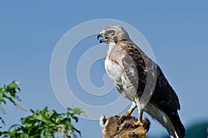 Red-Tailed Hawk With Captured Prey
