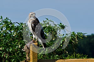 Red-Tailed Hawk With Captured Prey