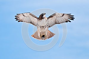 Red-Tailed Hawk Carrying Prey