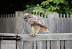 Red-tailed Hawk catch gater snake