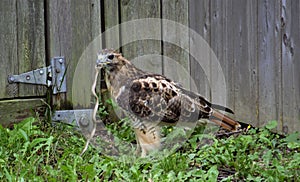 Red-tailed Hawk catch snake
