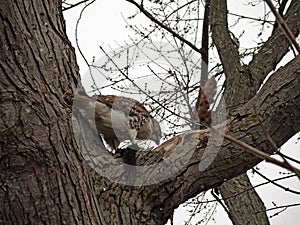 Red tailed hawk caught a squirrel