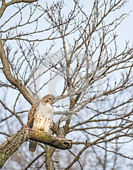 Red Tailed Hawk, Central Park, NYC