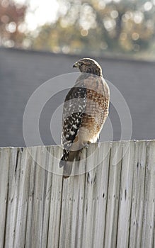 Red Tailed Hawk Checks Out the Neighboorhood for a Meal