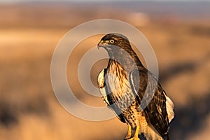 Red-tailed hawk close up.