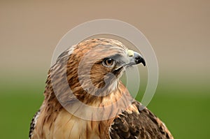 Red Tailed Hawk Close Up