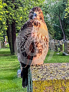 Red-tailed Hawk Close-up Staring at Camera