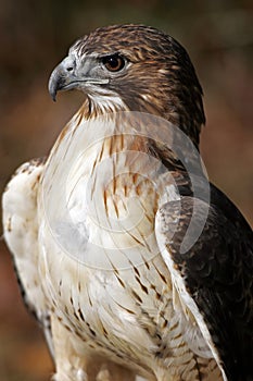 Red Tailed Hawk Closeup