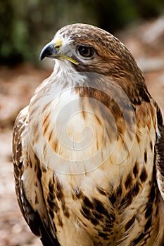 Red Tailed Hawk CloseUp