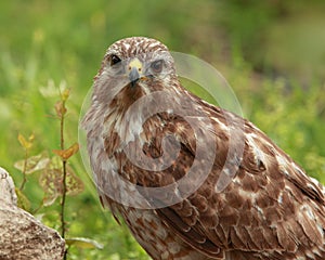 Red-tailed Hawk Closeup (Buteo jamaicensis)