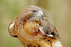 Red Tailed Hawk closeup image.