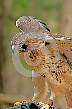 Red Tailed Hawk closeup image.